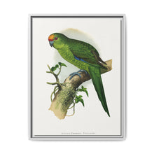 Golden-Crowned Parrakeet (Cyanoramphus auriceps) colored wood-engraved plate by Alexander Francis Lydon - NOMADEN ART GALLERY