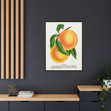 Champion plum lithograph from Botanical Specimen published by Rochester Lithographing