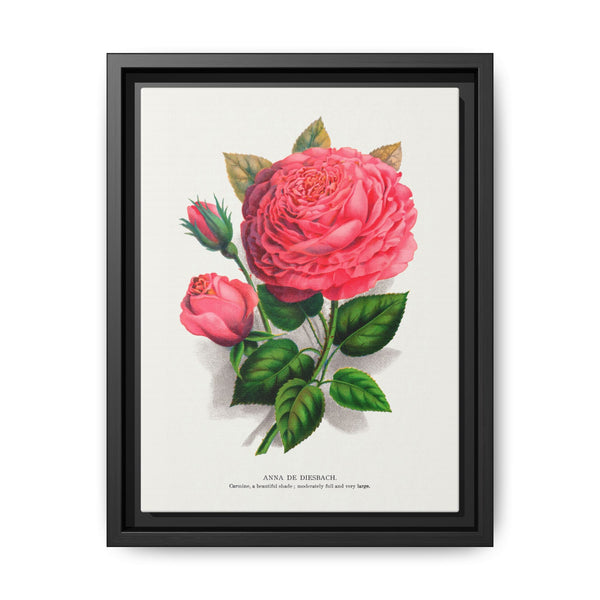 Pink rose, Anna De Diesbach lithograph. Digitally enhanced from our own original 1900 edition plates of Botanical Specimen published by Rochester Lithographing - NOMADEN ART GALLERY