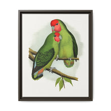 Rosy-Faced Love-Bird (Agapornis roseicollis) colored wood-engraved plate by Alexander Francis Lydon. - NOMADEN ART GALLERY