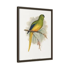 Elegant Parrakeet (Neophema elegans) colored wood-engraved plate by Alexander Francis Lydon