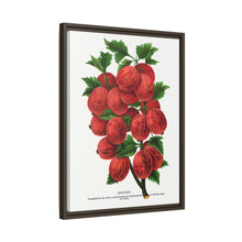 Industry Gooseberry lithograph. Digitally enhanced from our own original 1900 edition plates of Botanical Specimen published by Rochester Lithographing