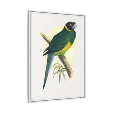 Bauer's Parrakeet (Barnardius zonarius) colored wood-engraved plate by Alexander Francis Lydon.