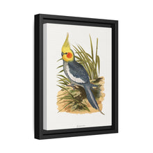 Cockatiel (Nymphicus hollandicus) colored wood-engraved plate by Alexander Francis Lydon - NOMADEN ART GALLERY