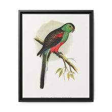 Beautiful or Paradise Parrakeet (Psephotus pulcherrimus) colored wood-engraved plate by Alexander Francis Lydon - NOMADEN ART GALLERY