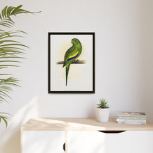 Canary-Winged Conure ( Brotogeris versicolurus) colored wood-engraved plate by Alexander Francis Lydon