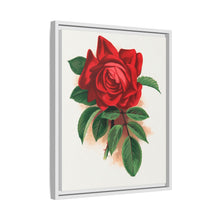 Red rose, Alfred Colomb lithograph. Digitally enhanced from our own original 1900 edition plates of Botanical Specimen published by Rochester Lithographing