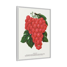Vergennes grape lithograph. Digitally enhanced from our own original 1900 edition plates of Botanical Specimen published by Rochester Lithographing