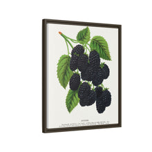 Snyder Blackberry lithograph from Botanical Specimen published by Rochester Lithographing