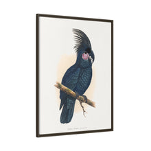 Great Black Cockatoo (Probosciger aterrimus) colored wood-engraved plate by Alexander Francis Lydon