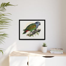 Red-Vented Parrot (Amazona martinicana) colored wood-engraved plate by Alexander Francis Lydon