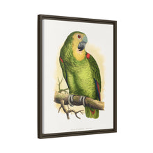 Blue-Fronted Amazon (Amazona aestiva) colored wood-engraved plate by Alexander Francis Lydon