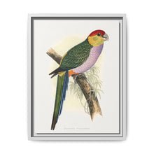 Pileated Parrakeet (Pionopsitta pileata) colored wood-engraved plate by Alexander Francis Lydon. - NOMADEN ART GALLERY