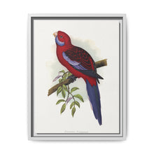 Pennant's Parrakeet (Platycercus elegans) colored wood-engraved plate by Alexander Francis Lydon - NOMADEN ART GALLERY