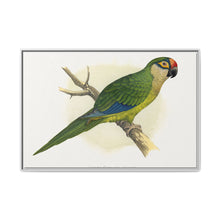 Golden-Crowned Conure (Aratinga auricapillus) colored wood-engraved plate by Alexander Francis Lydon - NOMADEN ART GALLERY
