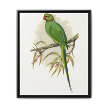 Ring-Necked or Bengal Parakeet (Psittacula columboides) colored wood-engraved plate by Alexander Francis Lydon - NOMADEN ART GALLERY