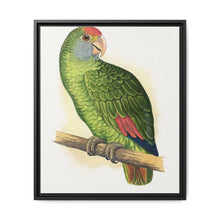 Dufresne's Amazon (Amazona dufresniana) colored wood-engraved plate by Alexander Francis Lydon - NOMADEN ART GALLERY