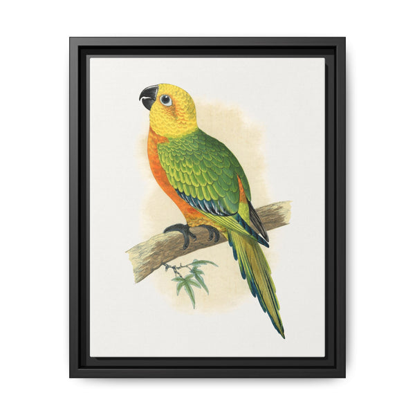 Jendaya Conure (Aratinga jandaya) colored wood-engraved plate by Alexander Francis Lydon. - NOMADEN ART GALLERY