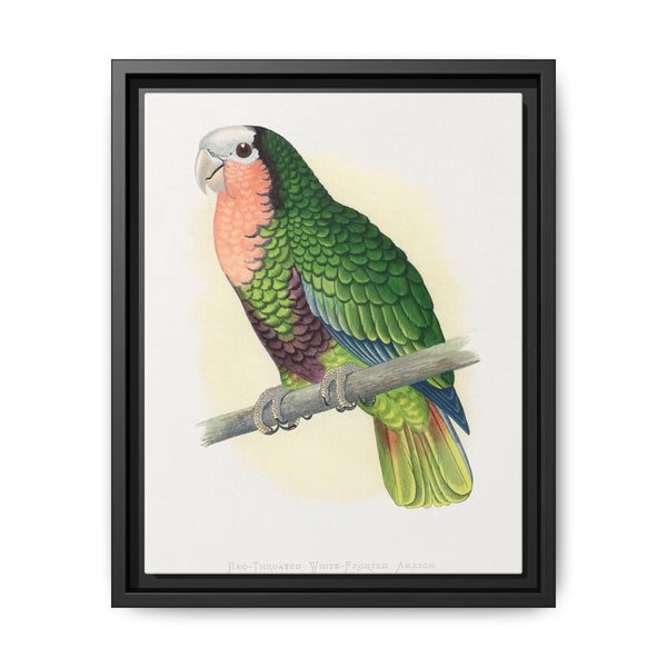 Red-Throated White-Fronted Amazon (Amazona leucocephala) colored wood-engraved plate by Alexander Francis Lydon. - NOMADEN ART GALLERY