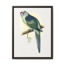 Barnard's Parrakeet (Barnardius barnardi) colored wood-engraved plate by Alexander Francis Lydon - NOMADEN ART GALLERY