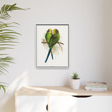 Budgerigar (Melopsittacus undulatus) colored wood-engraved plate by Alexander Francis Lydon