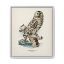 Strix uralensis ♀ illustrated by the von Wright brothers from our own 1929 folio version of Svenska Fåglar Efter Naturen Och Pa Sten Ritade - NOMADEN ART GALLERY