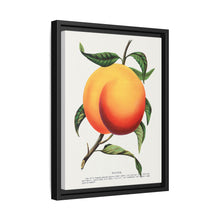Foster peach lithograph. Digitally enhanced from our own original 1900 edition plates of Botanical Specimen published by Rochester Lithographing