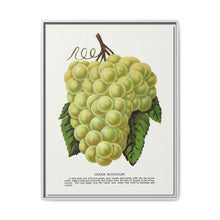 Green Mountain grape lithograph. Digitally enhanced from our own original 1900 edition plates of Botanical Specimen published by Rochester Lithographing - NOMADEN ART GALLERY