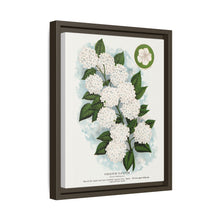 Japanese snowball flower lithograph. Digitally enhanced from our own original 1900 edition plates of Botanical Specimen published by Rochester Lithographing