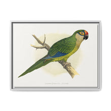 Golden-Crowned Conure (Aratinga auricapillus) colored wood-engraved plate by Alexander Francis Lydon - NOMADEN ART GALLERY