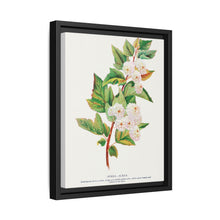 Spirea Aurea flowers lithograph. Digitally enhanced from our own original 1900 edition plates of Botanical Specimen published by Rochester Lithographing - NOMADEN ART GALLERY