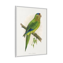 Petz's Conure (Aratinga canicularis) colored wood-engraved plate by Alexander Francis Lydon
