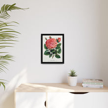 Pink rose, Glorie de Dijon lithograph. Digitally enhanced from our own original 1900 edition plates of Botanical Specimen published by Rochester Lithographing