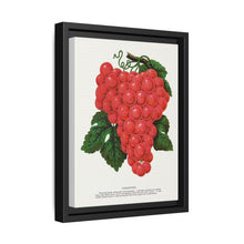 Vergennes grape lithograph. Digitally enhanced from our own original 1900 edition plates of Botanical Specimen published by Rochester Lithographing - NOMADEN ART GALLERY
