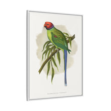 Blossom-Headed Parrakeet (Psittacula roseata) colored wood-engraved plate by Alexander Francis Lydon.