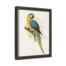 Blue and Yellow Macaw (Ara ararauna) colored wood-engraved plate by Alexander Francis Lydon