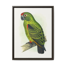 Jardine's Parrot (Poicephalus gulielmi gulielmi) colored wood-engraved plate by Alexander Francis Lydon. - NOMADEN ART GALLERY