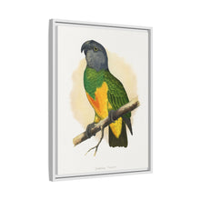 Senegal Parrot (Poicephalus senegalus) colored wood-engraved plate by Alexander Francis Lydon.