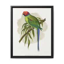 Blossom-Headed Parrakeet (Psittacula roseata) colored wood-engraved plate by Alexander Francis Lydon. - NOMADEN ART GALLERY