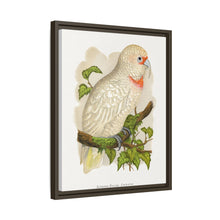 Placa xilográfica coloreada de cacatúa de pico fino (Cacatua tenuirostris) de Alexander Francis Lydon.