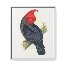Gang-Gang Cockatoo (Callocephalon fimbriatum) colored wood-engraved plate by Alexander Francis Lydon - NOMADEN ART GALLERY