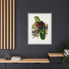 Red-winged parakeet (Aprosmictus erythropterus) colored wood-engraved plate by Alexander Francis Lydon