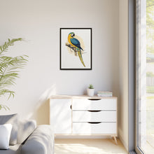 Blue and Yellow Macaw (Ara ararauna) colored wood-engraved plate by Alexander Francis Lydon