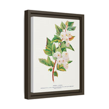 Spirea Aurea flowers lithograph. Digitally enhanced from our own original 1900 edition plates of Botanical Specimen published by Rochester Lithographing