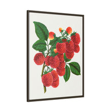 Shaffer's Colossal Raspberry Lithograph (1900)