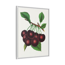 Black Tartarian cherry lithograph. Digitally enhanced from our own original 1900 edition plates of Botanical Specimen published by Rochester Lithographing