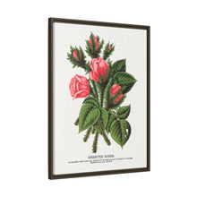 Pink roses, Crested Moss lithograph. Digitally enhanced from our own original 1900 edition plates of Botanical Specimen published by Rochester Lithographing