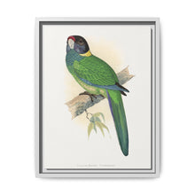Yellow-Naped Parrakeet (Platycercus Baueri) colored wood-engraved plate by Alexander Francis Lydon. - NOMADEN ART GALLERY