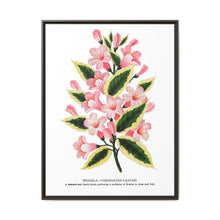 Pink flowers, Weigela lithograph (1900) - NOMADEN ART GALLERY