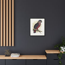 Dusky or Violet Parrot (Pionus fuscus) colored wood-engraved plate by Alexander Francis Lydon.
